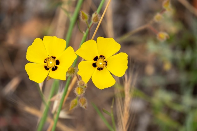 Foto tuberaria guttata uma flor selvagem amarela brilhante