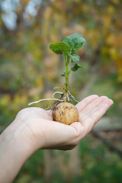 Tubérculo de patata germinado con hojas verdes en mano de mujer Semilla de patata en fondo borroso natural