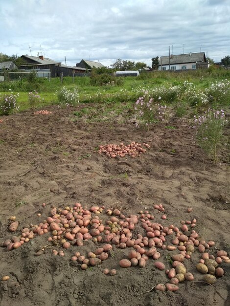 tubérculos batatas no chão colheita dia de outono ao ar livre