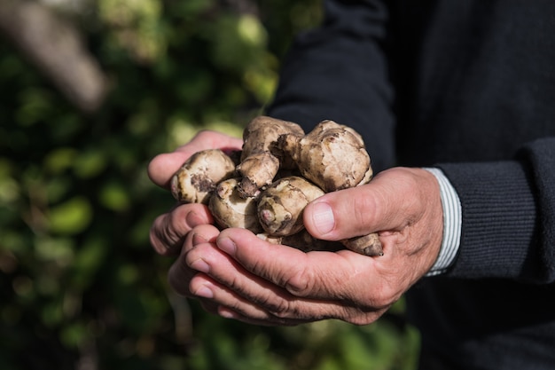 Tubérculos de alcachofra de Jerusalém nas mãos. Raízes recém colhidas de Helianthus tuberosus, também conhecidas como sunroot, sunchoke, earth apple, topinambur ou lambchoke. Usado como um vegetal de raiz.