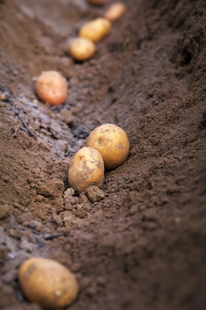 Tubérculos de papa plantados en el suelo Preparativos de principios de primavera para la temporada de jardín