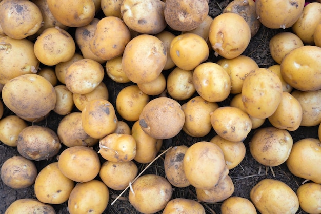 Tubérculos de patata en la vista superior del campo de un agricultor