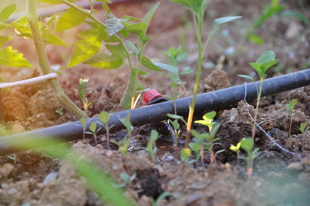 Una tubería de agua negra está rodeada de plantas y el sol brilla en el suelo.