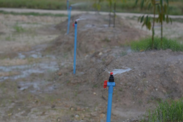 Tuberías de agua del grifo del aspersor para regar las plantas