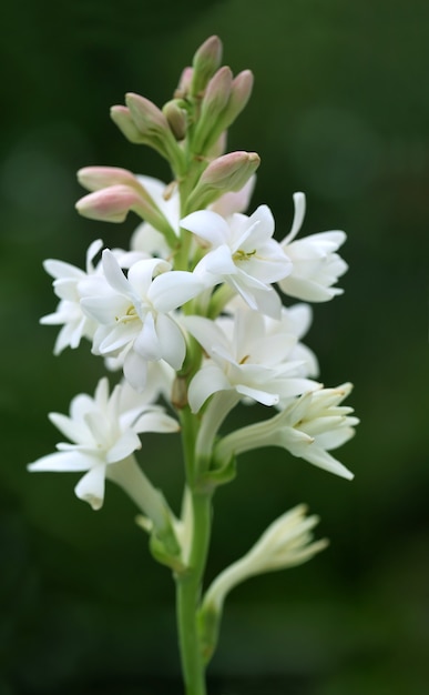 Tuberose oder Rajnigandha aus Südostasien