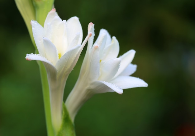 Tuberose ou Rajnigandha do Sudeste Asiático