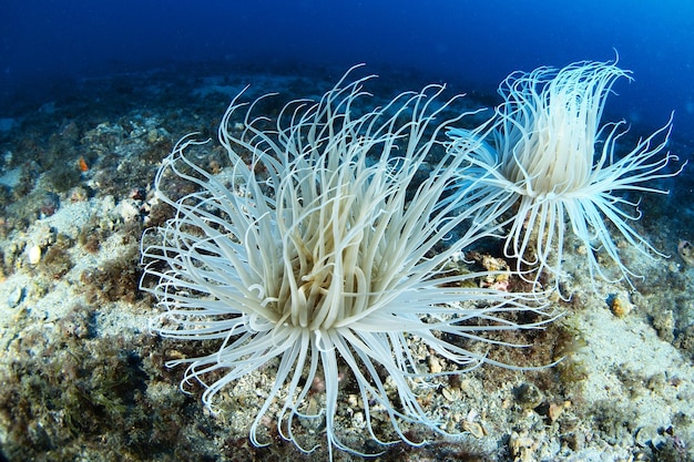 Tubo de anémona Cerianthus membranaceus en el fondo del mar