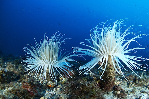 Tubo de anémona Cerianthus membranaceus en el fondo del mar