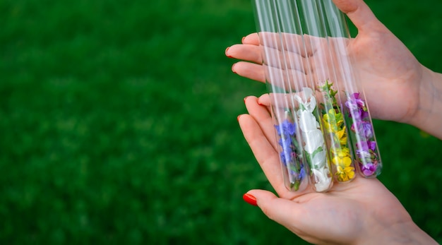 Tubos de ensayo de vidrio con pétalos de flores multicolores en manos de mujeres, para perfumes, recolección de plantas.