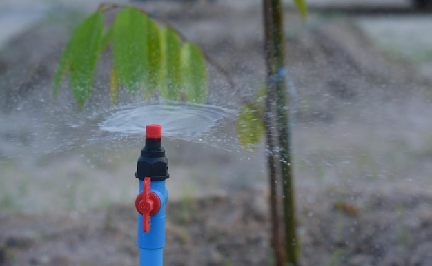 Tubulações de água de torneira de aspersão para regar plantas