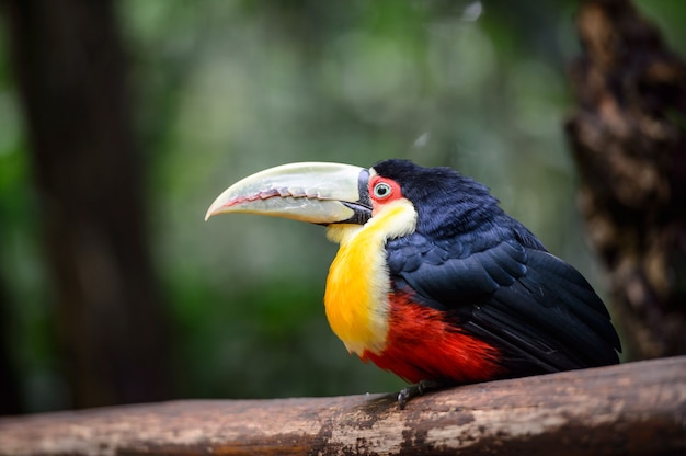 Tucán, Parque Nacional Iguazú, Brasil