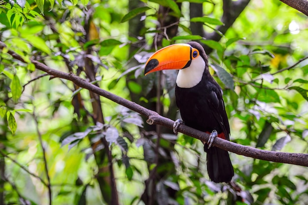 Tucán, Parque Nacional Iguazú, Brasil