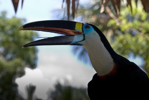 Tucan Peru Vogeldschungel