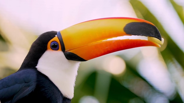 Un tucán con pico negro y naranja se sienta en un árbol.