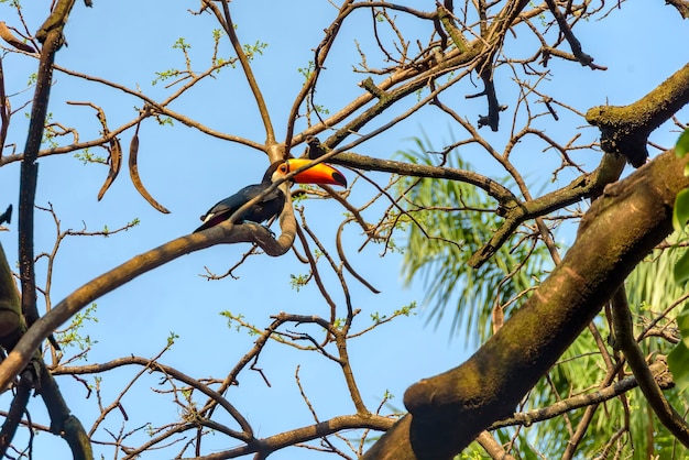 Tucan sitzt am Nachmittag im brasilianischen Bundesstaat Minas Gerais zwischen Baumzweigen