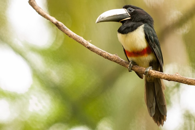 Foto los tucanes son aves pertenecientes a la familia ramphastidae que viven en los bosques tropicales de brasil