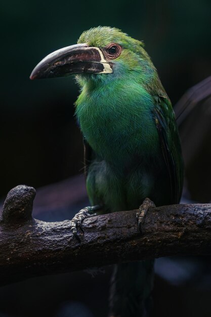 Foto tucaneta-de-pente-carmesim