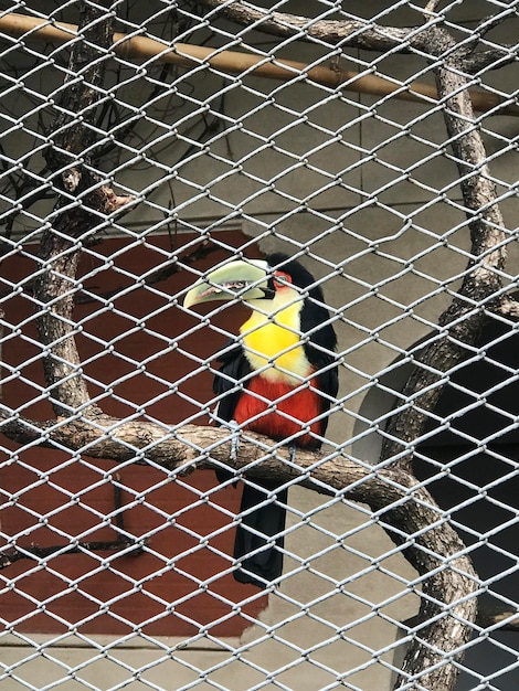 Tucano colorido atrás da gaiola do zoológico