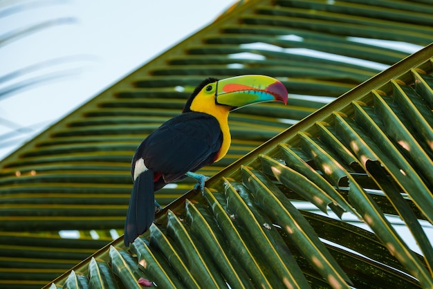 Tucano colorido na natureza na costa rica