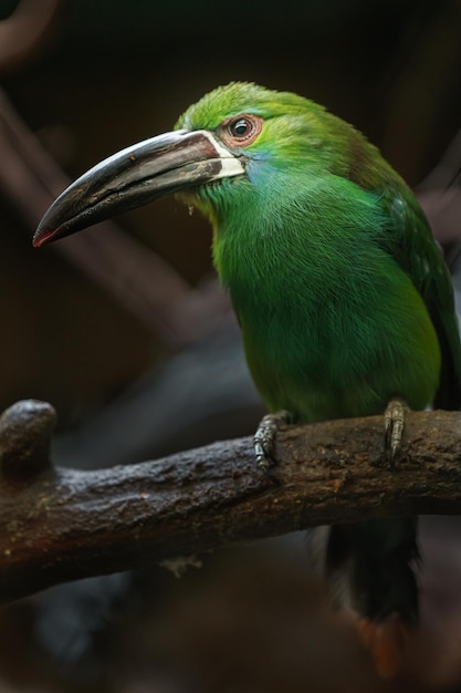 Tucano-de-barro-carmim