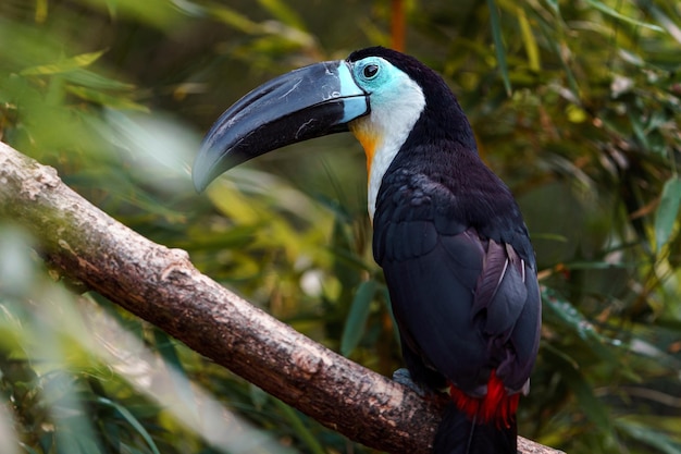 Tucano-de-bico-canal