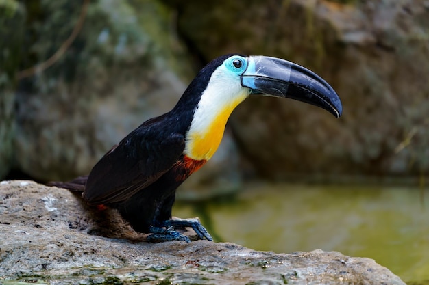 Tucano-de-bico-canal