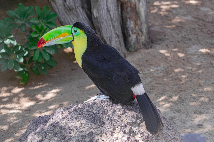 Foto tucano-de-bico-quilha ramphastos sulfuratus sobre uma rocha