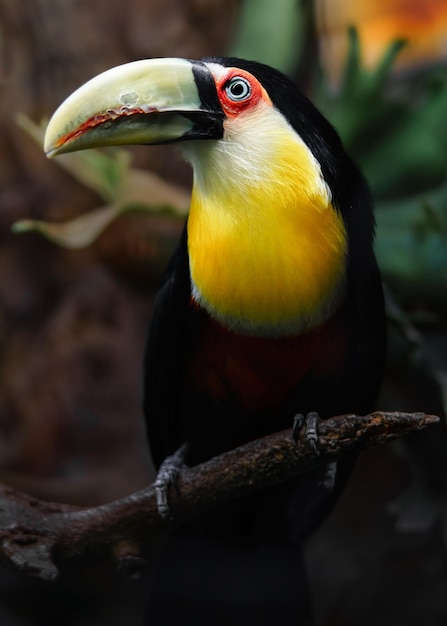 Tucano de bico verde