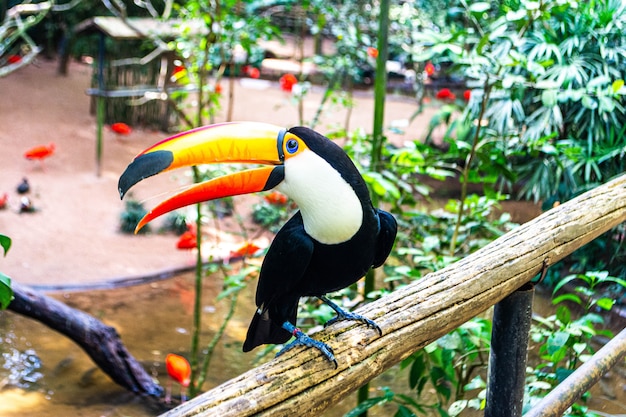 Foto tucano do parque de aves do brasil