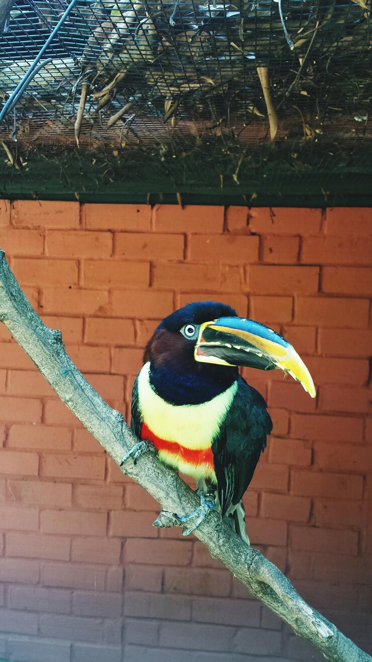 Foto tucano no galho