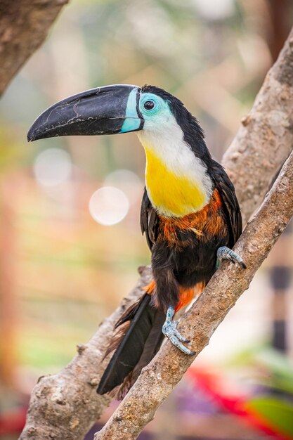 Tucano preto e azul branco amarelo com um bico longo no galho da árvore