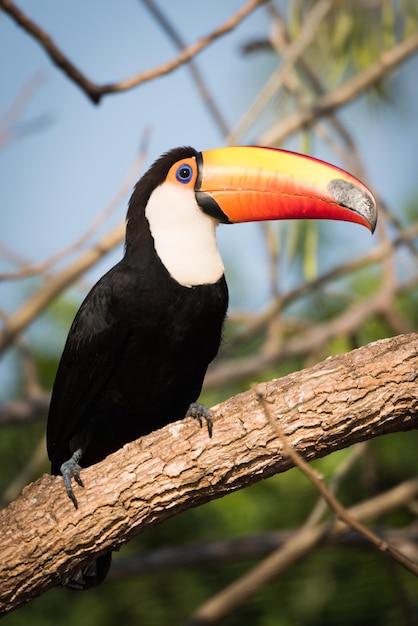 El tucano sentado en una rama