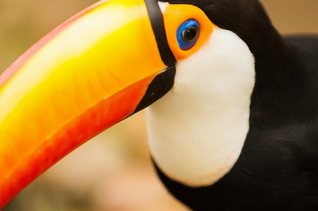 Tucanos são aves que correspondem à família Ramphastidae vivem nas florestas do Brasil