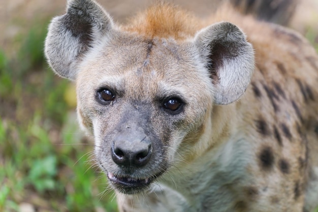 Tüpfelhyäne im Zoo