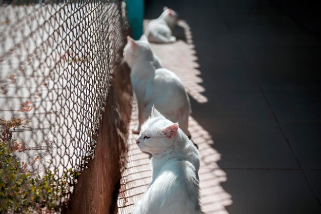 Türkei, eine Katze mit blauen und gelben Augen, in der Katzenzucht in der Stadt Van.