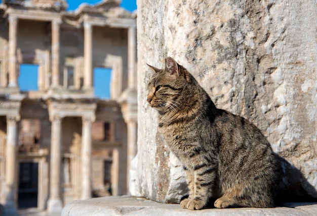 Türkei Izmir Ephesus Antike Stadt und Katze