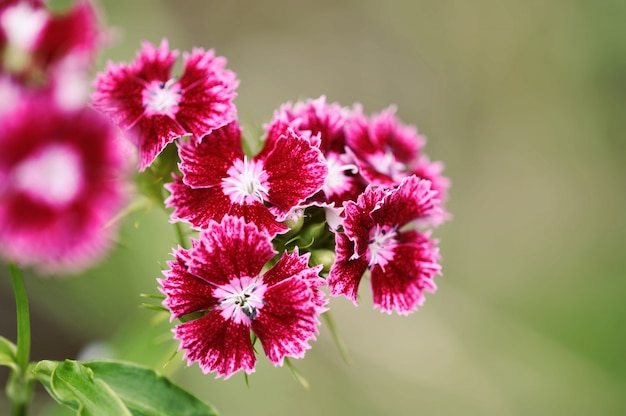 Türkische Gartennelke Bush-Blume hochrot