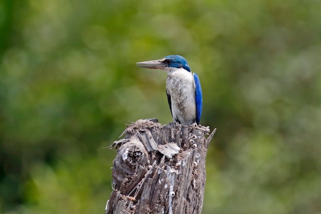 Türkischer Eisvogel Todiramphus Chloris Schöne Vögel von Thailand