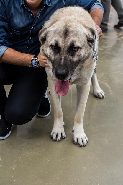 Türkischer Rasseschäferhund Kangal als Wachhund