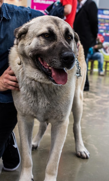 Türkischer Rasseschäferhund Kangal als Wachhund