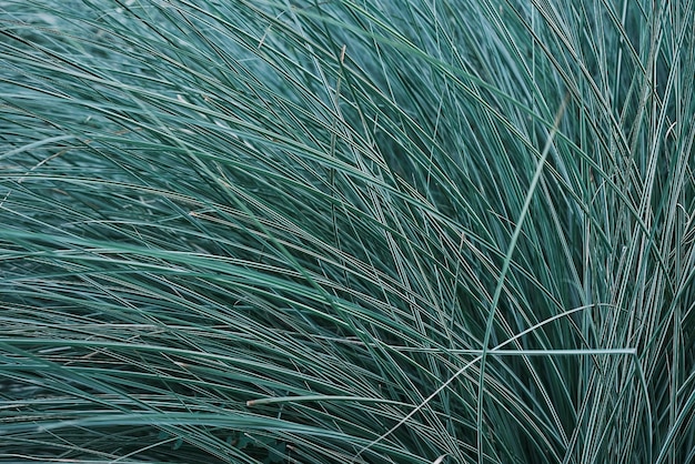 Türkisfarbener Gartengras-Hintergrund-Unschärfe-Bildschirm-Bildschirmschoner oder Hintergrund-Idee-Gras-Laub mit grünen Blättern, natürlicher Hintergrund oder Bildschirmschoner für Natur-Banner