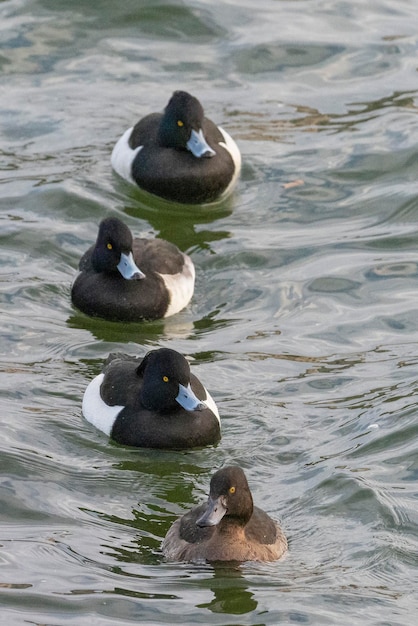 Tufted pato o tufted porrón (Aythya fuligula) Estocolmo, Suecia