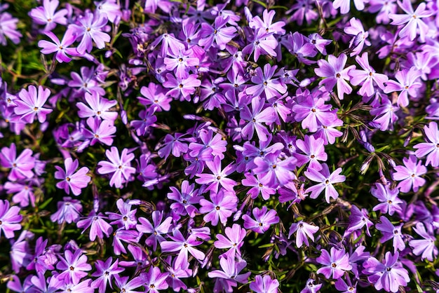 Tufted phlox Phlox douglasii 'Crackerjack' florece en el vivero de plantas a principios de junio