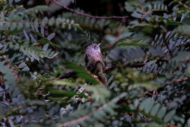 Tufted Tit Tyrant Anairetes parulus asomado entre las ramas de un arbusto