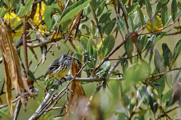 Tufted TitTyrant Anairetes parulus