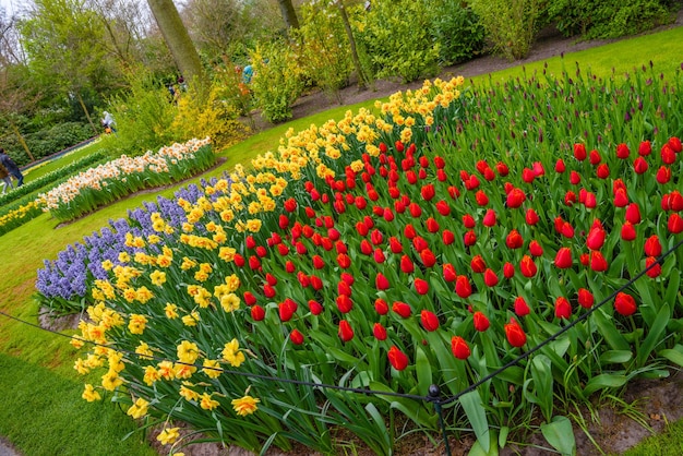 Tuilps e outras flores no parque Keukenhof Lisse Holland Holanda