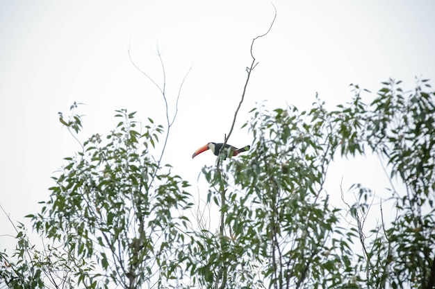 Tukan im Baum fliegt wunderschön mitten im Dschungel