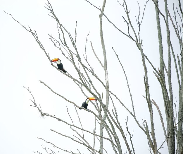 Tukan im Baum fliegt wunderschön mitten im Dschungel