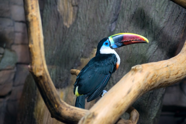 Tukan mit einem großen Schnabel im Zoo auf einem Ast sitzend