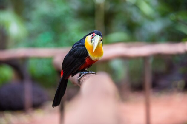 Tukan, nationalpark iguazu, brasilien